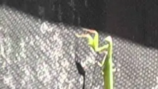 Praying Mantis Attacks Man!