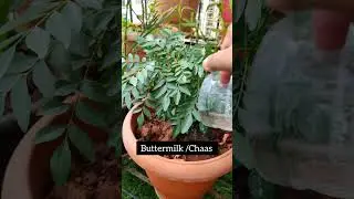 Best Fertilizer For Curry Patta Plant  #organic #sustainability #zerowaste  #shorts
