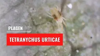 Spint - Tetranychus urticae | Plagen