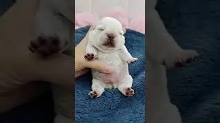 OMG Soo cute puppy❤️Adorable baby dog❤️