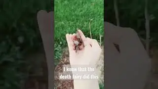 You guys wouldn't believe what the death fairy did #antifairy #fairyhunters