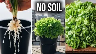 How to Grow Vegetables Without Soil (The Easiest Way for Beginners)