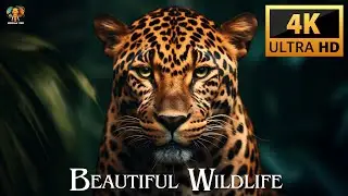 DOCUMENTARY OF BEAUTIFUL WILDLIFE 4K ULTRA HD