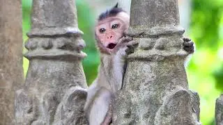 Pity the baby monkey, Santos, cried a lot because the monkey's mother, Sarah didn't take care of her