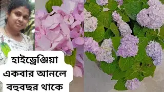 হাইড্রেঞ্জিয়া ফুলগাছের সম্পূর্ণ পরিচর্যা / how to care Hydenzia flower plant @Upabana08 #vido #yt
