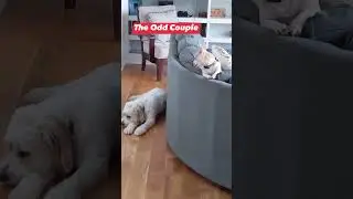 Two dogs who are very different - under the same roof?  #daxisbored #funny #dog #pet #doglover #dogs