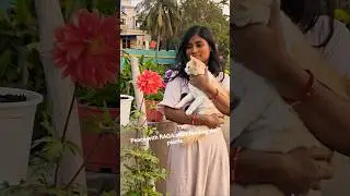 Cute ginger cat shorts 😍 #viral #cat #shortvideo #shorts #trending #flowers #cutecat #cats #kitty