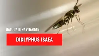 Diglyphus isaea | Natuurlijke vijand