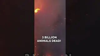 Australian Bushfires Create Their Own WEATHER! Apocalypse Level!  #australia #facts