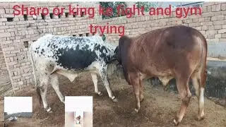Sharo or king ke fight and workout trying 