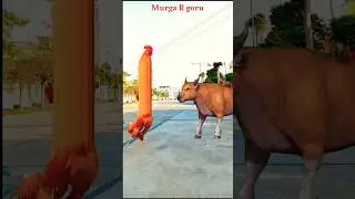 Murga Jharkhand Guru khai#short #video