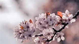 Barzek & Jethimself - Dewdrops [Silk Music]
