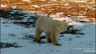 Polar Bear Tundra Buggy, Churchill, Manitoba, Canada; explore.org, November 9, 2024