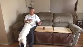 HOW I DOG PROOF MY COUCH