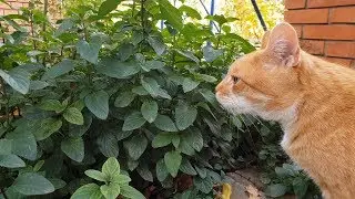 Funny Cat's Reaction to Bad Smell
