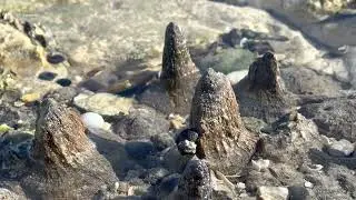 Falaise #22 | Shell | 20220427