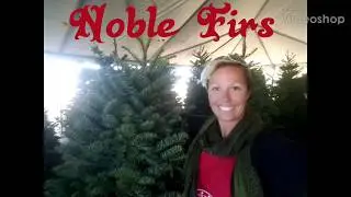 What is a Noble Fir All About?