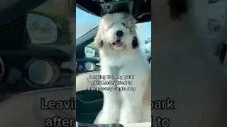 Go back I forgot one #dogs #dog #saintberdoodle #doglover #funnydogs #dogsofinstagram