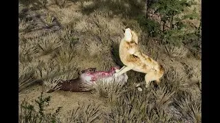 SWIFT the RUNT of the Rose pack, takes OFF?! || WolfQuest 3