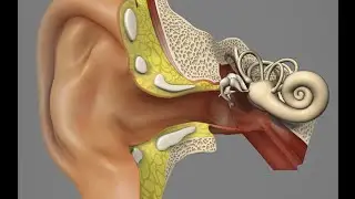 Inner Ear Hair Cell Clinical Trial - Dept. of Otolaryngology & ColumbiaDoctors
