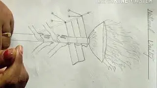 Class 8 - Art. (Part-10)