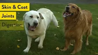 A complete zinc-enriched blend for dogs - Sled Head