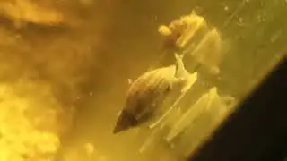 Eared Pond Snail (Radix auricularia)