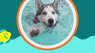 water safety for dog owners