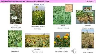 Conventional & non-conventional oilseed crops | Breeding oilseed crops | Dr. Sajid Ali