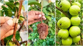 Growing guava plant by air layering method | Step by step guide line in this video