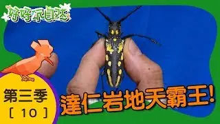 【好好玩自然】達仁岩地天霸王！白條天牛 花狹口蛙｜第10集_第三季｜台東｜柳丁哥哥 崇瑋老師｜生態探索｜YOYO
