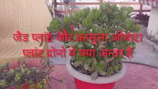 जैड प्लांट और क्रासुला ओवाटा प्लांट मे अन्तर #trending #gardenplants #gardening #you tube vlog#viral