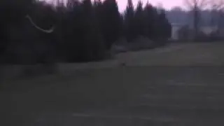 Deer decoys work!