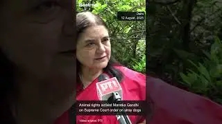 Animal Rights Activist Maneka Gandhi questions Supreme Court's order on stray dogs. #shorts