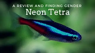 Let's learn something about the Most Beautiful Neon Tetra's...