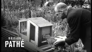 Laying Trap Nest (1952)