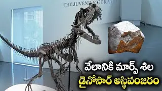 Biggest Mars Rock & Dinosaur Skeleton Up for Auction | వేలానికి మార్స్&zwnj; శిల, డైనోసార్ అస్థిపంజరం