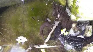 Ichthyosaura alpestris (Bergmolch/Alpenmolch) #3