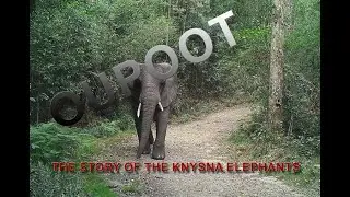 Oupoot the Knysna elephant story trailer
