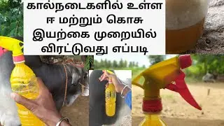 கால்நடைகளில் உள்ள ஈ மற்றும் கொசு இயற்கை முறையில் விரட்டுவது எப்படி  
