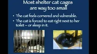 Stress Reduction for Shelter Cats - conference recording