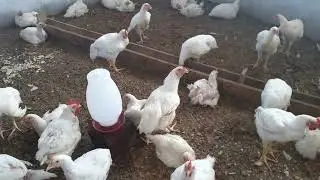 Boas not&iacute;cias tudo parece que as 50 pintainha s&atilde;o poedeiras fazemos a doa&ccedil;&atilde;o dos frango menores 🥰