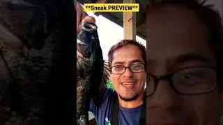 💥[SNEAK PREVIEW] of Day 85 Catch 1 fish 🐟 everyday 🔥 #shorts #fishing