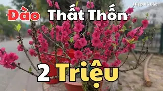 Báo giá chi tiết hoa Đào, Lê Tây Bắc, tại Bắc Giang ngày 12 tháng 12 âm lịch