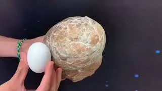 Dinosaur egg -- 30 second science at New England Sci-Tech