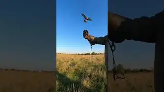 🦅  Falcon Stoops, almost lands on the Glove in One Pass #Falconry #birdsofprey