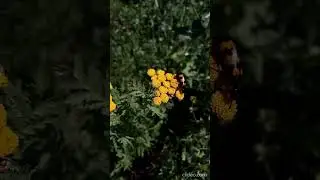Beautiful interesting tansy flower and blister beetle Красивые интересные цветы пижмы и жук нарывник