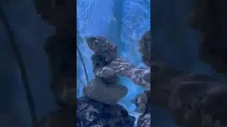 Acuario de Cayo Hueso o Acuario de la Florida/Key West Aquarium