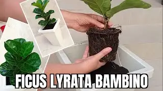 FICUS LYRATA BAMBINO