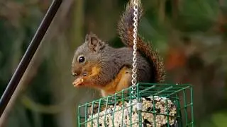 4K Задние животные   10 битный цветной шорт 4K Backyard Animals   10 Bit Color Short